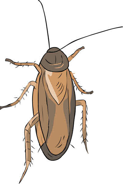 Stinkbug1